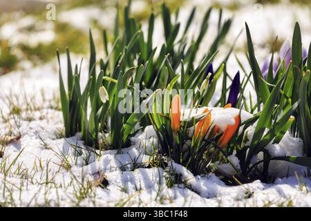 Crocus (Crocus vernus) auf einer Wiese, Schneereste, Weserbergland, Deutschland, Europa Stockfoto