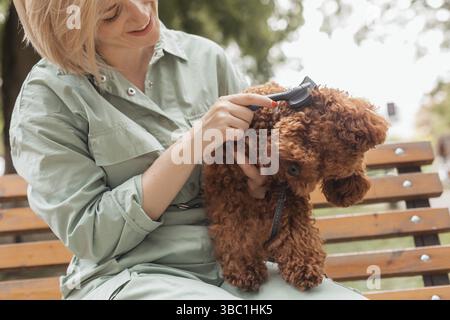 Großansicht Hundebesitzerin mit blonden Haaren, die den niedlichen Spielzeugpudel halten und sein Fell bürsten. Frau, die draußen auf der Bank sitzt und sich um ihren Hund kümmert Stockfoto