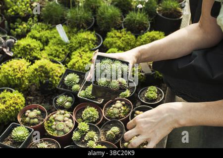Sukkulenten in Töpfen für einen felsigen Garten auswählen Stockfoto