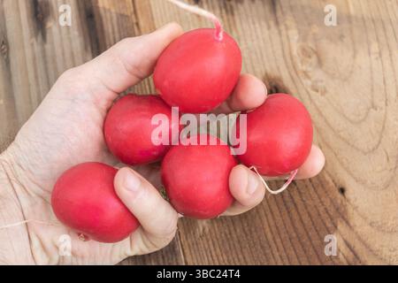 Frische rote Radieschen in der menschlichen Hand Stockfoto