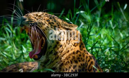 Leopard, der auf der Wiese liegt, mit weit geöffnetem Mund Stockfoto