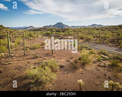 Cactus and Joshua Trees entlang des Highway 85 im Organ Pipe Cactus National Monument. Leere Wüstenautobahn. Arizona USA. Stockfoto