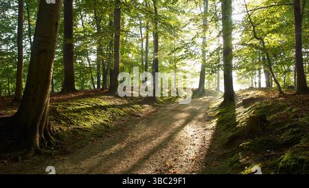 Waldweg in der Morgensonne Stockfoto