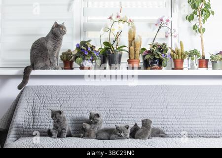 Die schottischen Falten Katzen im Wohnzimmer. Die große graue Katze sitzt auf dem Fensterbrett. Die kleinen grauen Kätzchen auf der Couch Stockfoto