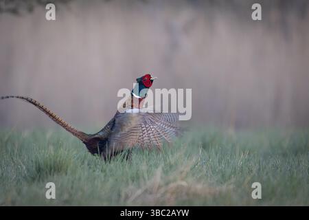Ein gewöhnlicher Fasan (Phasianus colchicus), der seinen Paarungsruf auf einer Wiese zeigt. Der farbenfrohe Mann steht stolz im Gras und ruft laut zu Attra Stockfoto