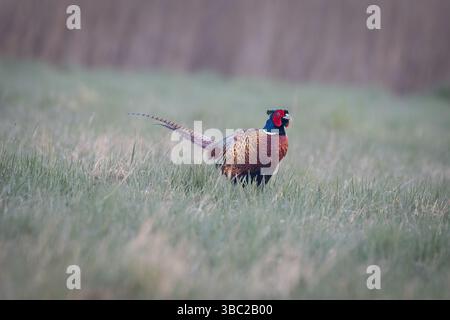 Ein gewöhnlicher Fasan (Phasianus colchicus), der seinen Paarungsruf auf einer Wiese zeigt. Der farbenfrohe Mann steht stolz im Gras und ruft laut zu Attra Stockfoto