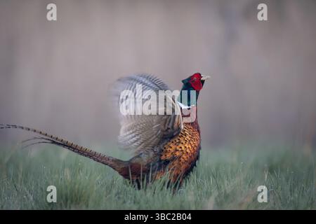 Ein gewöhnlicher Fasan (Phasianus colchicus), der seinen Paarungsruf auf einer Wiese zeigt. Der farbenfrohe Mann steht stolz im Gras und ruft laut zu Attra Stockfoto