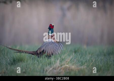 Ein gewöhnlicher Fasan (Phasianus colchicus), der seinen Paarungsruf auf einer Wiese zeigt. Der farbenfrohe Mann steht stolz im Gras und ruft laut zu Attra Stockfoto