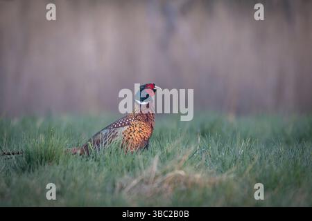 Ein gewöhnlicher Fasan (Phasianus colchicus), der seinen Paarungsruf auf einer Wiese zeigt. Der farbenfrohe Mann steht stolz im Gras und ruft laut zu Attra Stockfoto