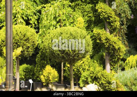 Auswahl an verschiedenen Arten von weißen Zedern, kleine Pflanzen für den Garten. Gelbe und grüne Nadelbäume zum Verkauf. Closeup immergrüne Pflanzen in Töpfen Stockfoto