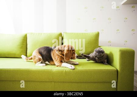 Der Hund und die Katze spielen zusammen auf dem Sofa Stockfoto