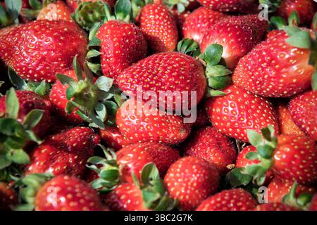 Frisch reife Erdbeeren Nahaufnahme - Eine lebendige Nahaufnahme frisch geernteter reifer Erdbeeren. Die saftigen roten Früchte mit grünen Blattspitzen sind gestapelt Stockfoto