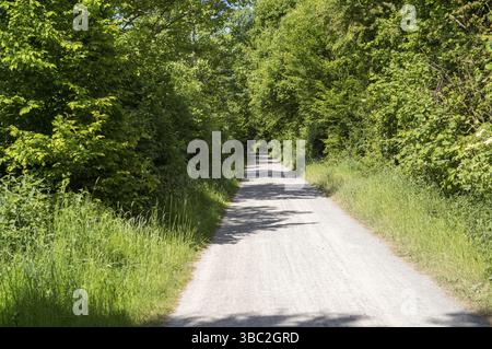 Leere Schotterstraße, die sich durch lebhaften grünen Wald erstreckt und von Sonnenlicht beleuchtet wird, schafft eine friedliche und einladende Atmosphäre Stockfoto