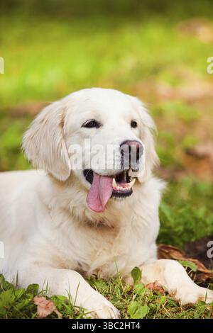 Der Welpe Golden Retriever liegt auf dem grünen Gras. Der junge Hund mit einer hervorstehenden Zunge im Garten Stockfoto
