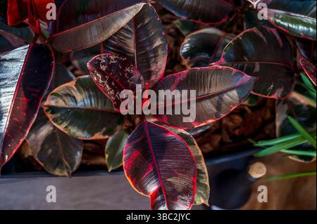 Draufsicht von mehreren großen Ficus-Pflanzen, Topfpflanzen Gummibaum, Ficus elastica Stockfoto