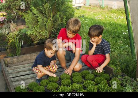 Drei Brathers Auswahl Sämlinge im Topf im Gartenladen Stockfoto