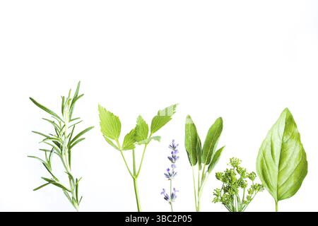 Die oberen Teile von Kräutern und Gewürzen, auf der Unterseite des Fotos platziert, isoliert auf Weiß. Aromapflanzen zu Hause anbauen. Kopierraum, Nahaufnahme Stockfoto