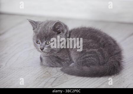 Die wunderschöne graue schottische Faltkatze liegt auf dem Boden im Zimmer Stockfoto
