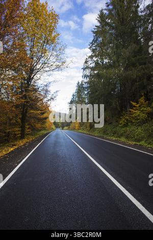 Wunderschöne Asphaltstraße mit gelben Blättern an Bäumen und Kiefern Stockfoto