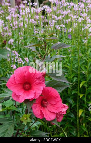 Hibiscus moscheutos Planet Griotte, Hibiscus moscheutos Tangri, Rosenmalve Planet Griotte, große kirschrote Blüten im Hochsommer Stockfoto