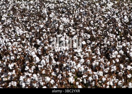 Baumwollanbau in Byee, nahe Murgon im australischen South Burnett District von Queensland Stockfoto
