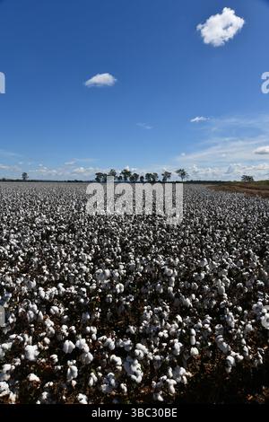 Baumwollanbau in Byee, nahe Murgon im australischen South Burnett District von Queensland Stockfoto