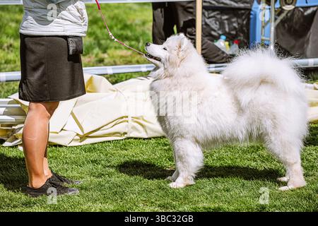 Ein Hundeführer präsentiert einen atemberaubenden weißen Samoiden auf üppigem grünem Gras während einer aufregenden Hundeshow Stockfoto