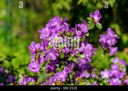 Nahaufnahme leuchtender violetter Rhododendronblüten in einem sonnigen Garten Stockfoto