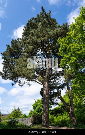 Pinus radiata, Monterey-Kiefer, immergrün, Nadelholz. Stockfoto