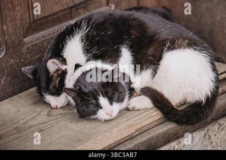 Zwei schwarz-weiße Katzen schlafen friedlich, zusammengerollt auf einer gemütlichen hölzernen Veranda vor einer Eingangstür Stockfoto