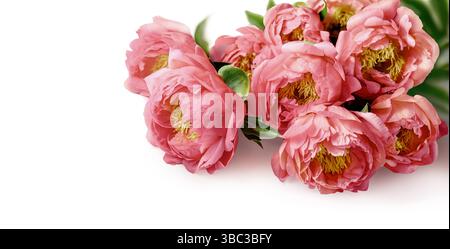Ein atemberaubendes Arrangement rosafarbener Pfingstrosen auf einem weißen, perfekt für Frühlingsdekoration oder Blumenmotive von Grußkarten Stockfoto