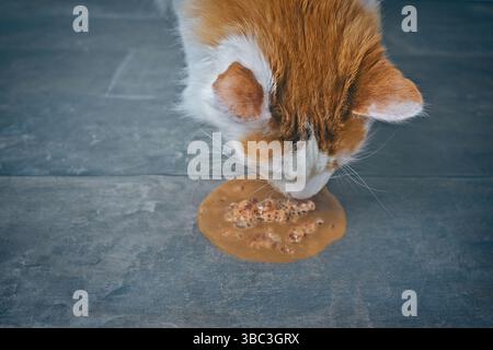 Nahaufnahme von Van-Katze, die sich auf dem Boden erbrochen hat. Horizontales Bild mit selektivem Fokus. Stockfoto