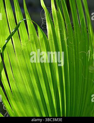 Palmblatt mit Sonnenlicht Stockfoto