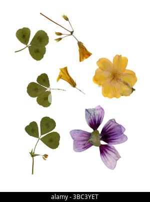 Gepresste und getrocknete Blätter isoliert auf weißem Hintergrund. Zur Verwendung in Blumenmustern, Kräuterarien, Scrapbooking. Stockfoto