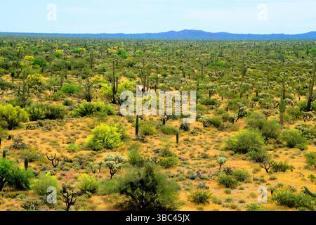 Ausgedehnte Landschaft Sonora Wüste nach dem Regen im Zentrum von Arizona USA an einem Frühlingsmorgen Stockfoto