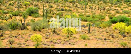 Ausgedehnte Landschaft Sonora Wüste nach dem Regen im Zentrum von Arizona USA an einem Frühlingsmorgen Stockfoto