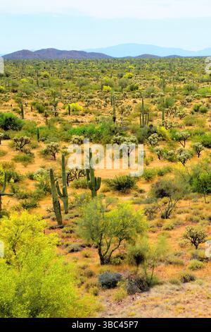 Ausgedehnte Landschaft Sonora Wüste nach dem Regen im Zentrum von Arizona USA an einem Frühlingsmorgen Stockfoto