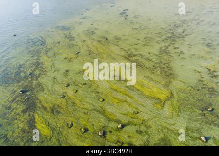 Estnische Natur: Aus der Vogelperspektive auf einen ruhigen Ostseeschwarm mit kristallklarem Wasser und untergetauchten Felsen. Stockfoto