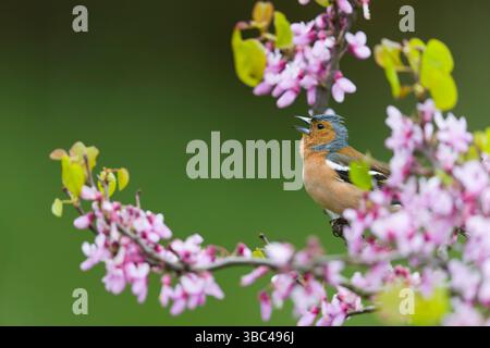 Fringilla coelebs, erwachsener Mann, auf Rotschnecke in Blume stehend, singend, Suffolk, England, Mai Stockfoto