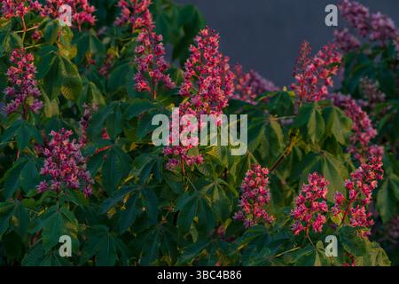 Blühende rote Rosskastanie mit üppigen grünen Blättern und leuchtend rosa Blüten, die im späten Frühling im warmen Abendlicht gefangen werden. Stockfoto