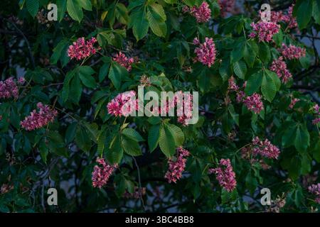 Blühende rote Rosskastanie mit üppigen grünen Blättern und leuchtend rosa Blüten, die im späten Frühling im warmen Abendlicht gefangen werden. Stockfoto