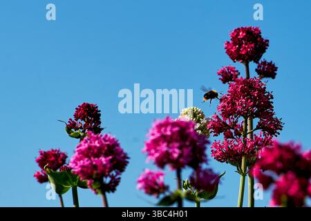 Eine einzelne männliche Rotschwanzhummel (Bombus lapidarious) kommt, um Nektar von Red Valarian (Centranthus ruber) zu sammeln. Männliche Rotschwanzhummeln haben es Stockfoto