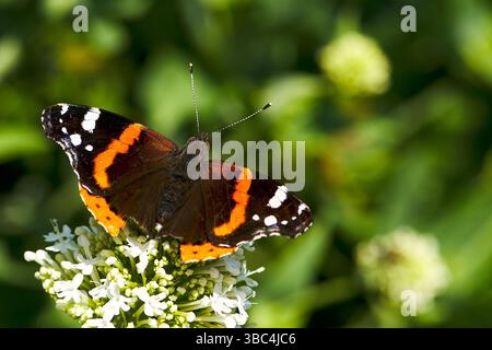 Roter Admiral (Vanessa atalanta), der auf dem Valarianer (Valriana officialis) aufliegt. Stockfoto