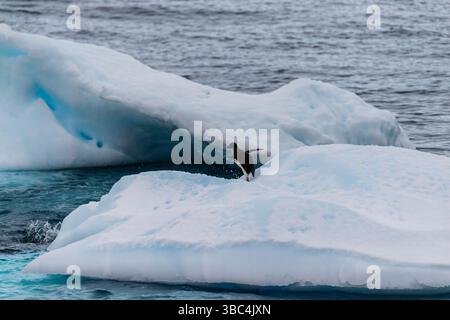 Eine Gruppe von Adelie-Pinguinen - Pygoscelis adeliae - steht auf einem Eisberg in der Nähe von Prospect Point, entlang der Antarktischen Halbinsel Stockfoto