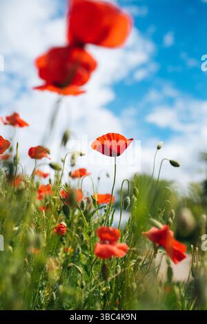 Ein lebhaftes Feld roter Mohnblumen erstreckt sich bis in die Ferne unter einem klaren blauen Himmel Stockfoto