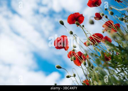 Ein lebhaftes Feld roter Mohnblumen erstreckt sich bis in die Ferne unter einem klaren blauen Himmel Stockfoto