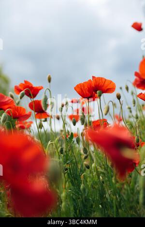 Ein lebhaftes Feld roter Mohnblumen erstreckt sich bis in die Ferne unter einem klaren blauen Himmel Stockfoto