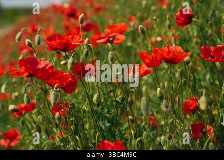 Ein lebhaftes Feld roter Mohnblumen erstreckt sich bis in die Ferne unter einem klaren blauen Himmel Stockfoto