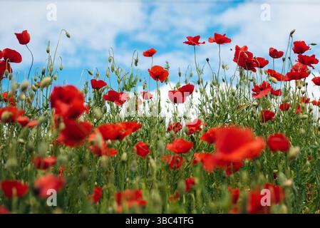Ein lebhaftes Feld roter Mohnblumen erstreckt sich bis in die Ferne unter einem klaren blauen Himmel Stockfoto
