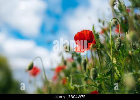 Ein lebhaftes Feld roter Mohnblumen erstreckt sich bis in die Ferne unter einem klaren blauen Himmel Stockfoto